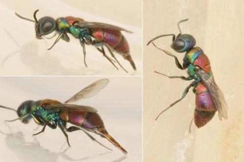 Réf. 193 299 : Chrysis leachii